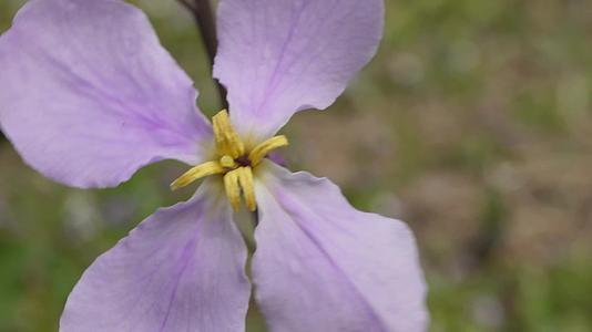 镜头合集微距野花紫色藕荷色小花朵视频的预览图