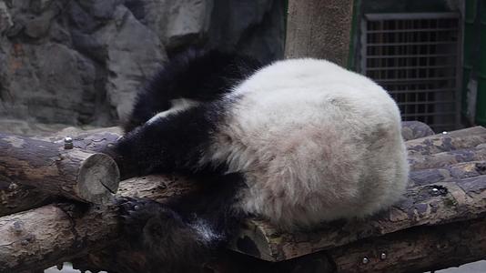 镜头合集特写大熊猫毛发国家级保护动物视频的预览图