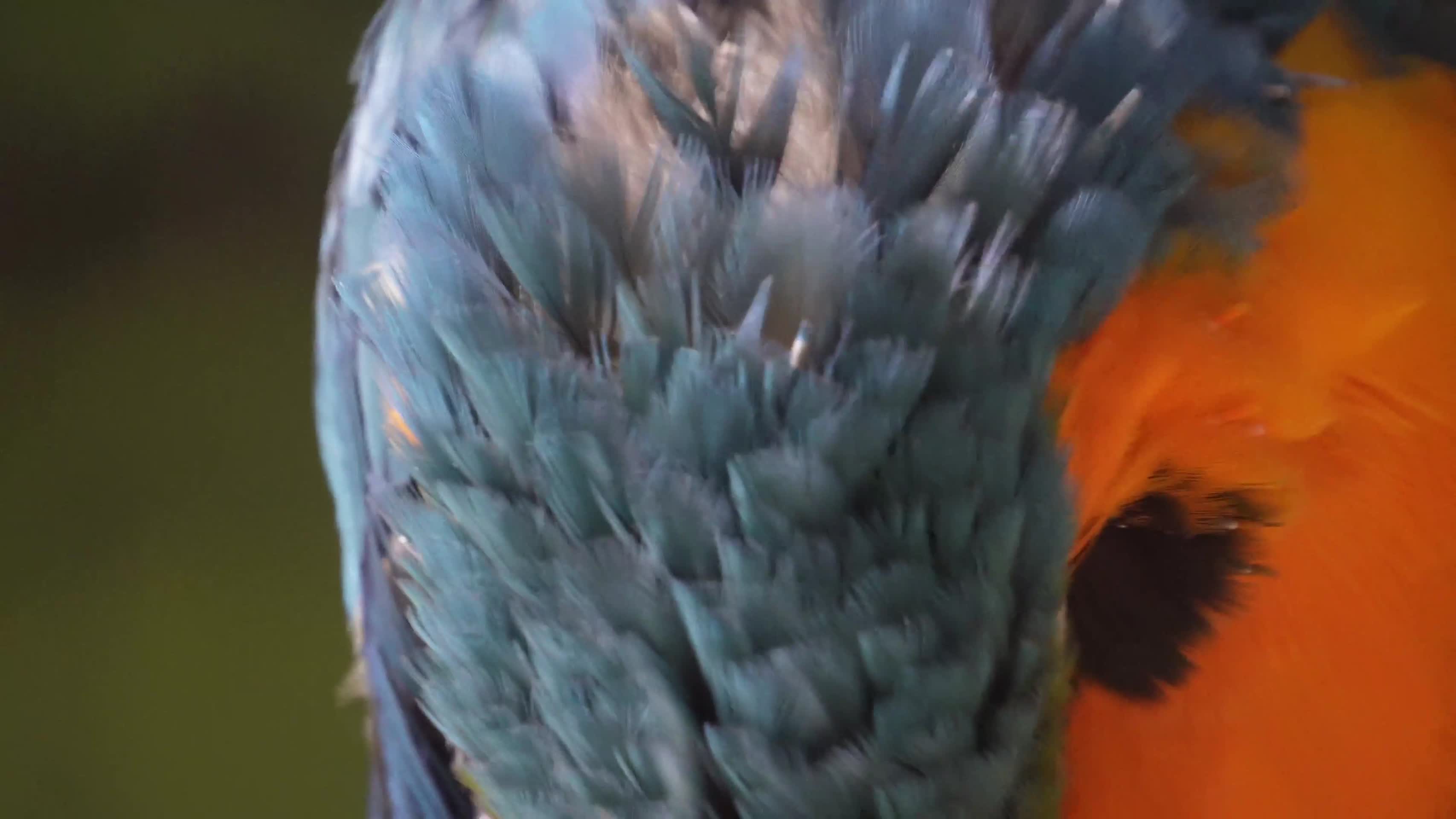 镜头合集鹦鹉鸟类富贵羽毛鸟嘴鸟喙视频的预览图