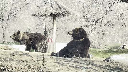 镜头合集野生动物园开车看棕熊视频的预览图