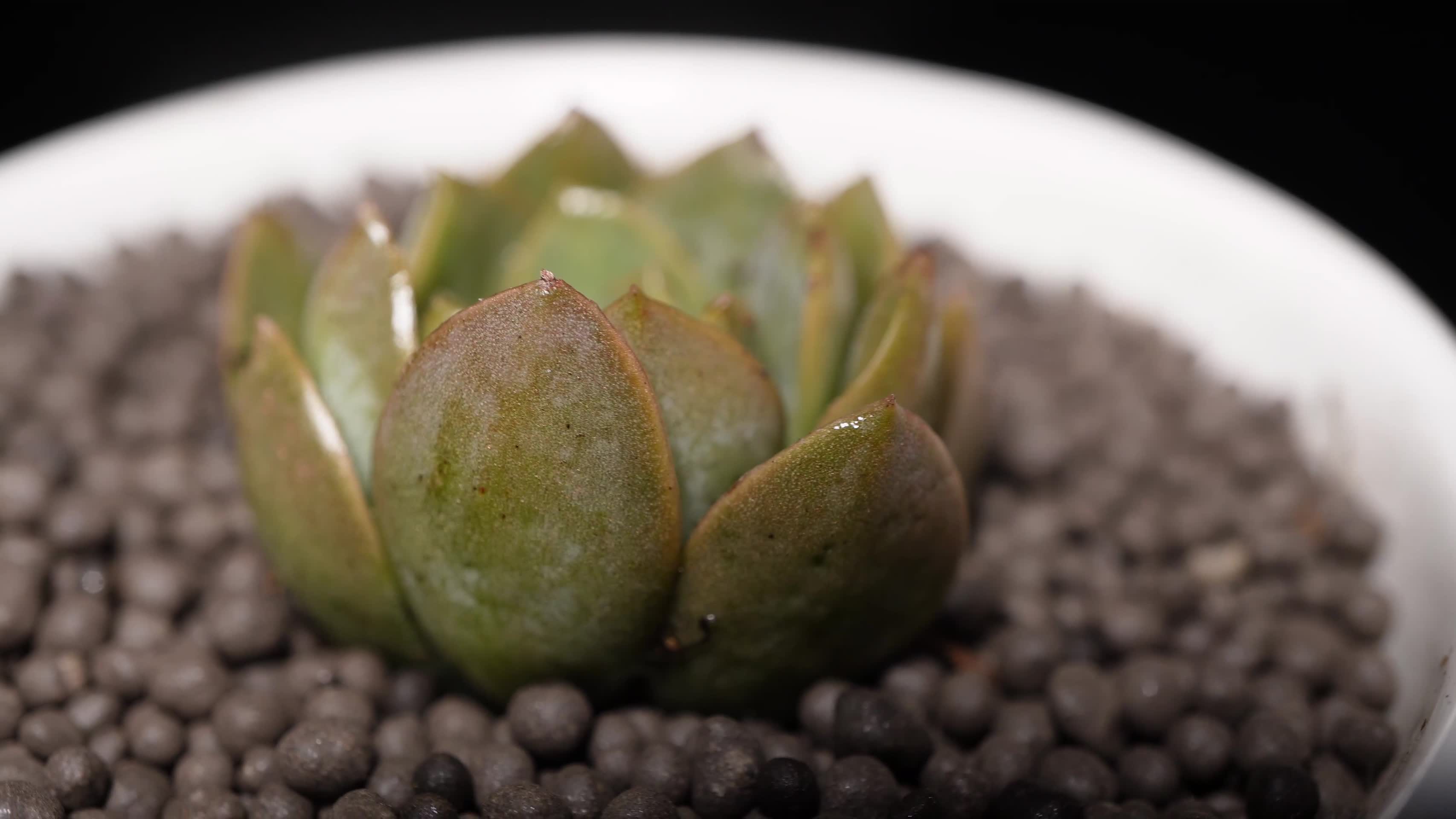 紫卡多肉植物盆栽绿植视频的预览图