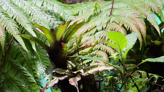 镜头合集藤蔓爬山虎热带植物叶片叶子叶脉视频的预览图