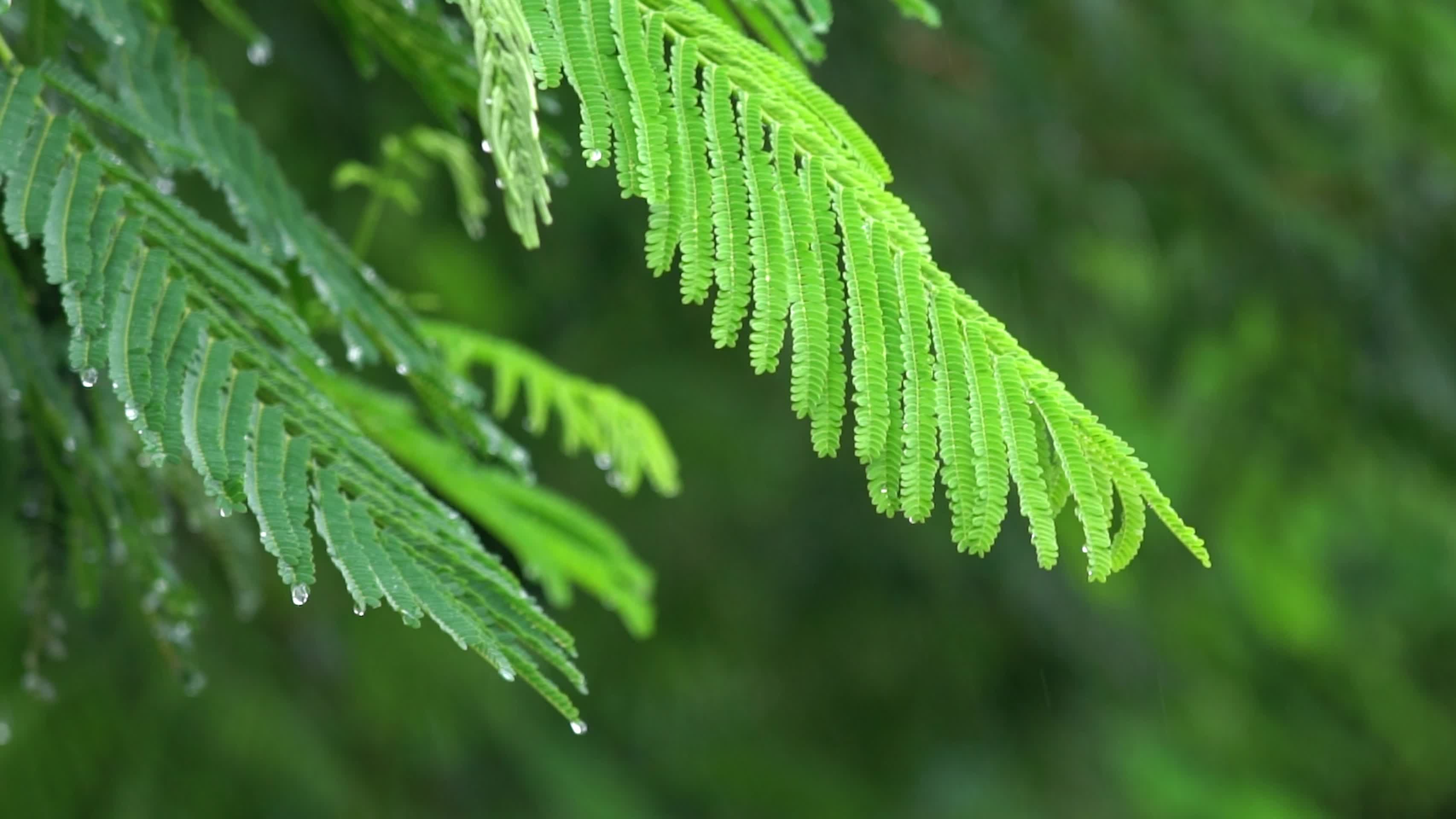 唯美小清新雨中雨水洒落植物视频视频的预览图