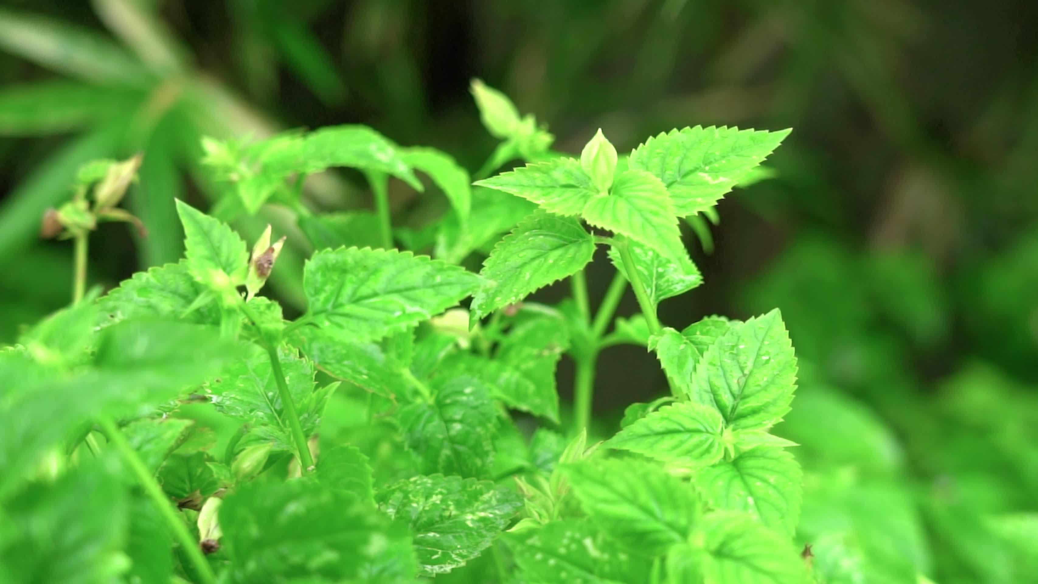 治愈实拍夏季雨天植物空镜视频视频的预览图