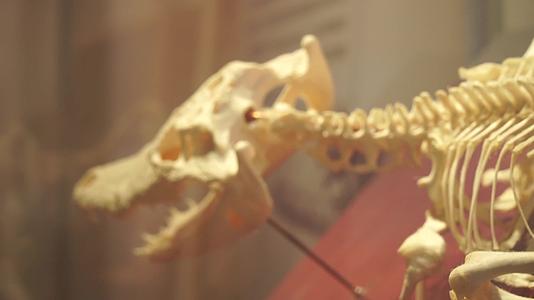 生物动物化石骨骼骨架头骨进化论视频的预览图