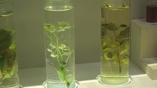 装在瓶子里的植物标本视频的预览图