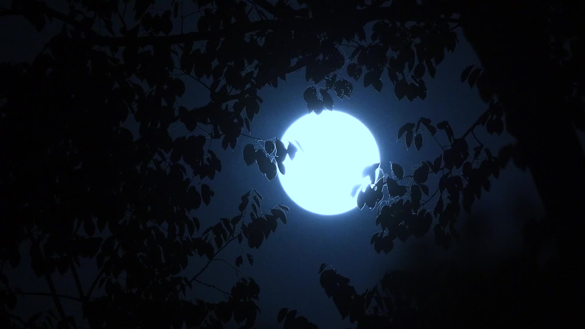 中秋节月亮延时拍摄4K视频视频的预览图