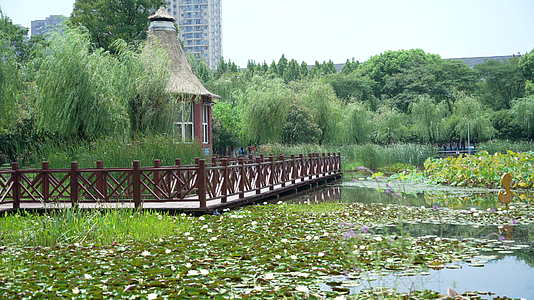 武汉洪山关山荷兰风情园风景视频的预览图