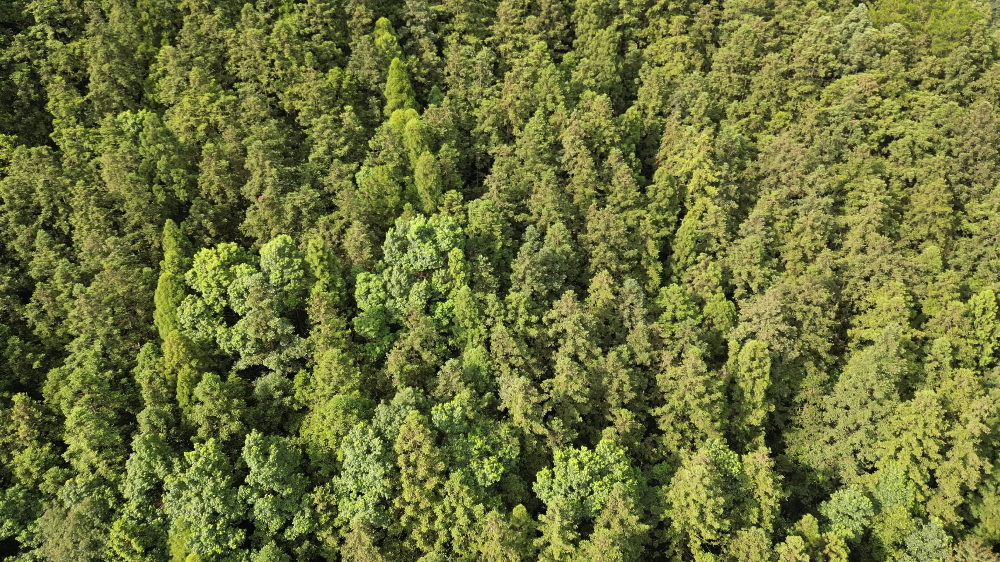 航拍绿色植物森林视频的预览图