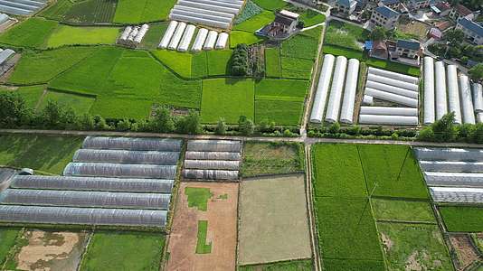 俯拍绿色水稻农田种植视频的预览图