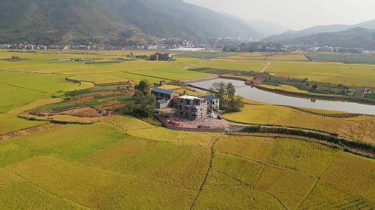 4K航拍大面积水稻收割晾晒视频视频的预览图