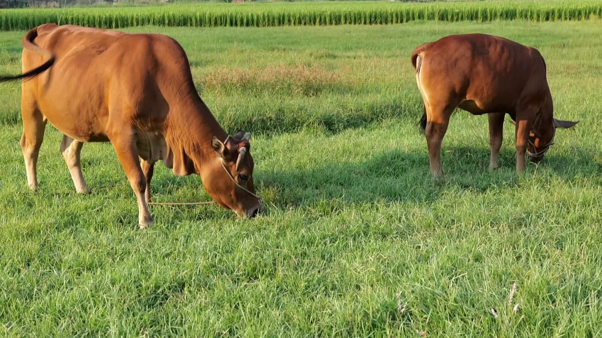 阳朔遇龙河边田园放牛实拍视频的预览图