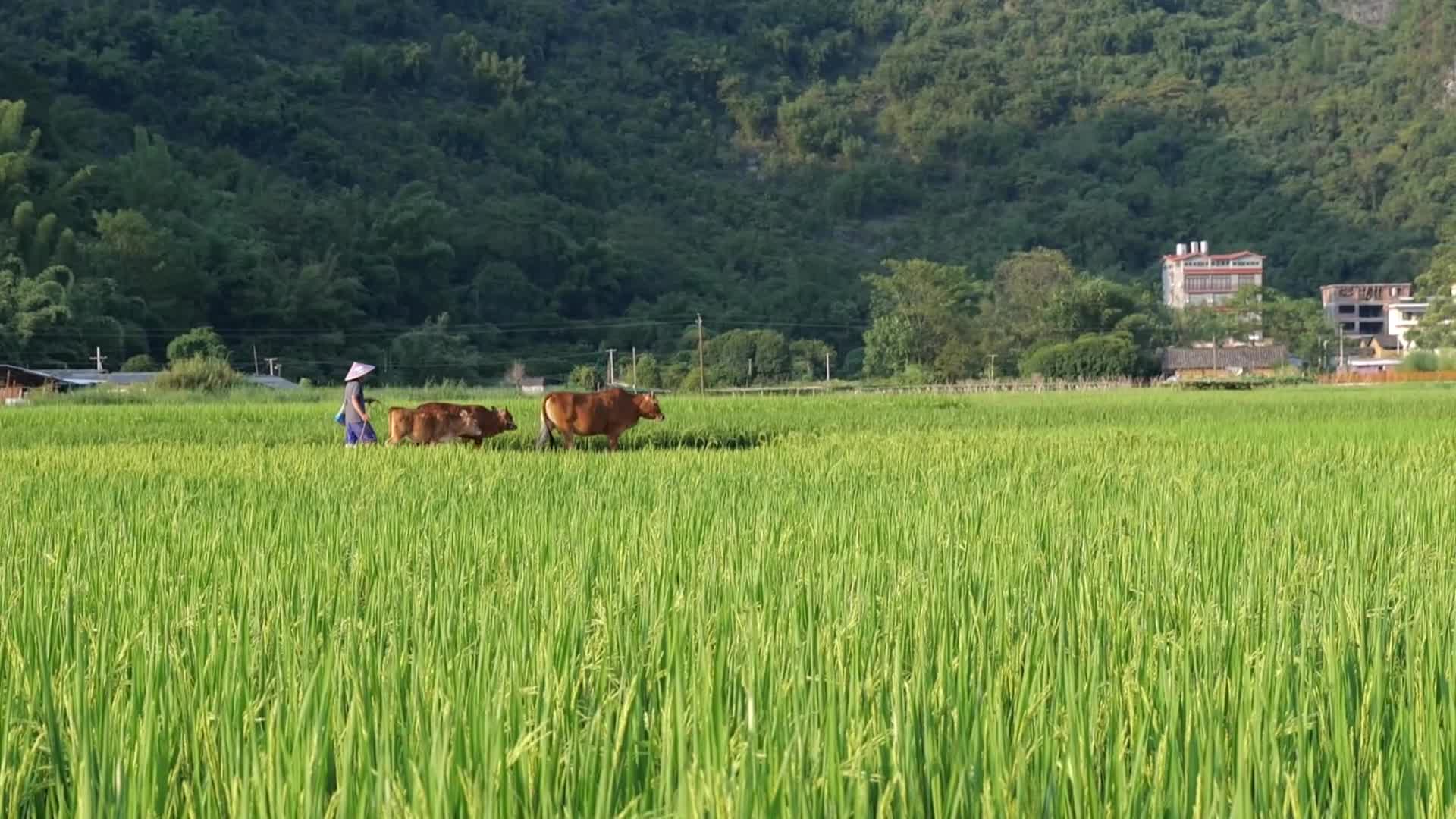 阳朔遇龙河边田园放牛高清实拍视频的预览图