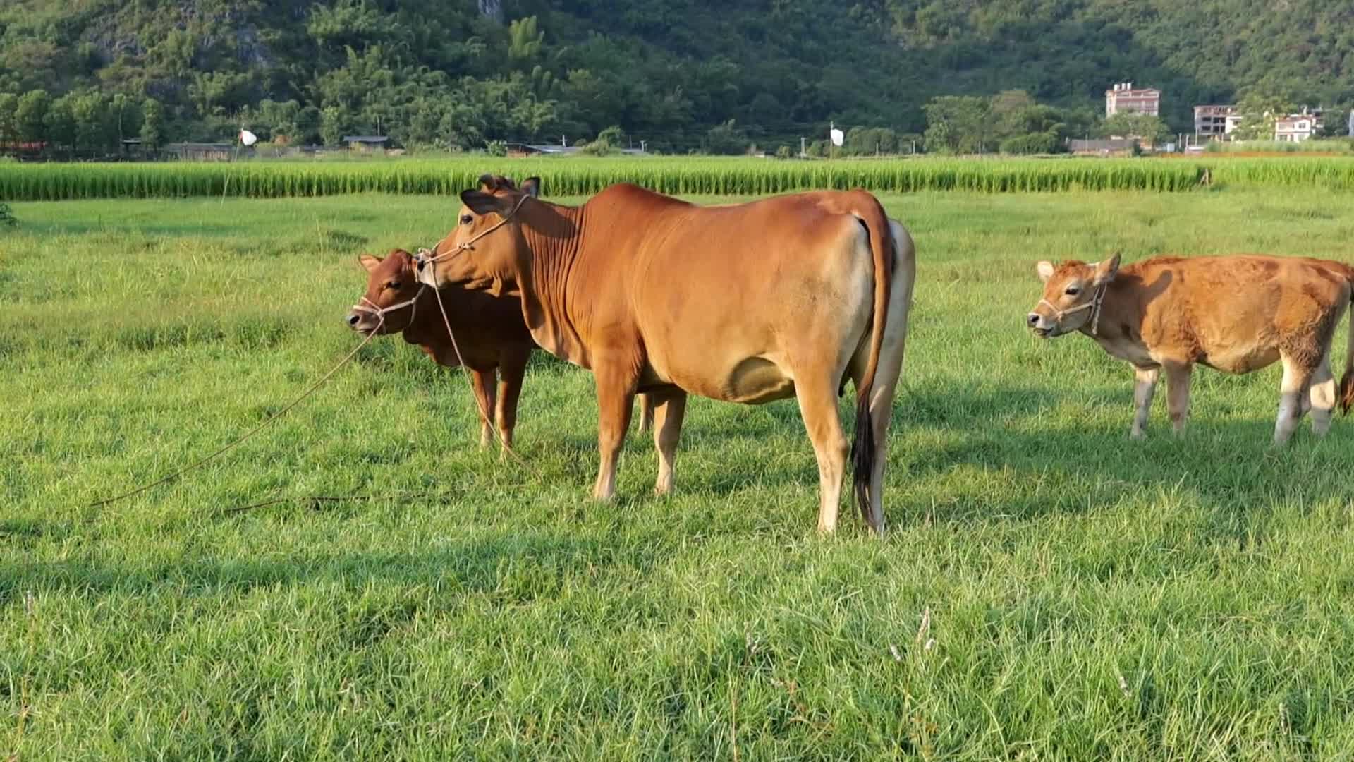 阳朔遇龙河边田园放牛实拍视频的预览图