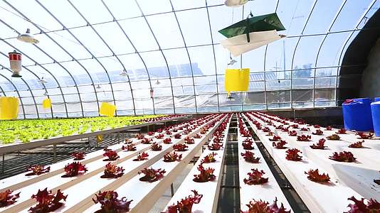 温室大棚水培蔬菜视频的预览图