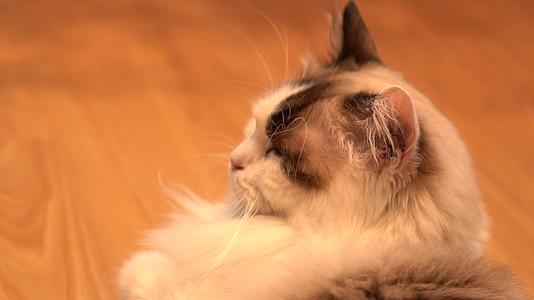 孤独氛围猫咪慵懒地板躺着玩耍实拍视频视频的预览图