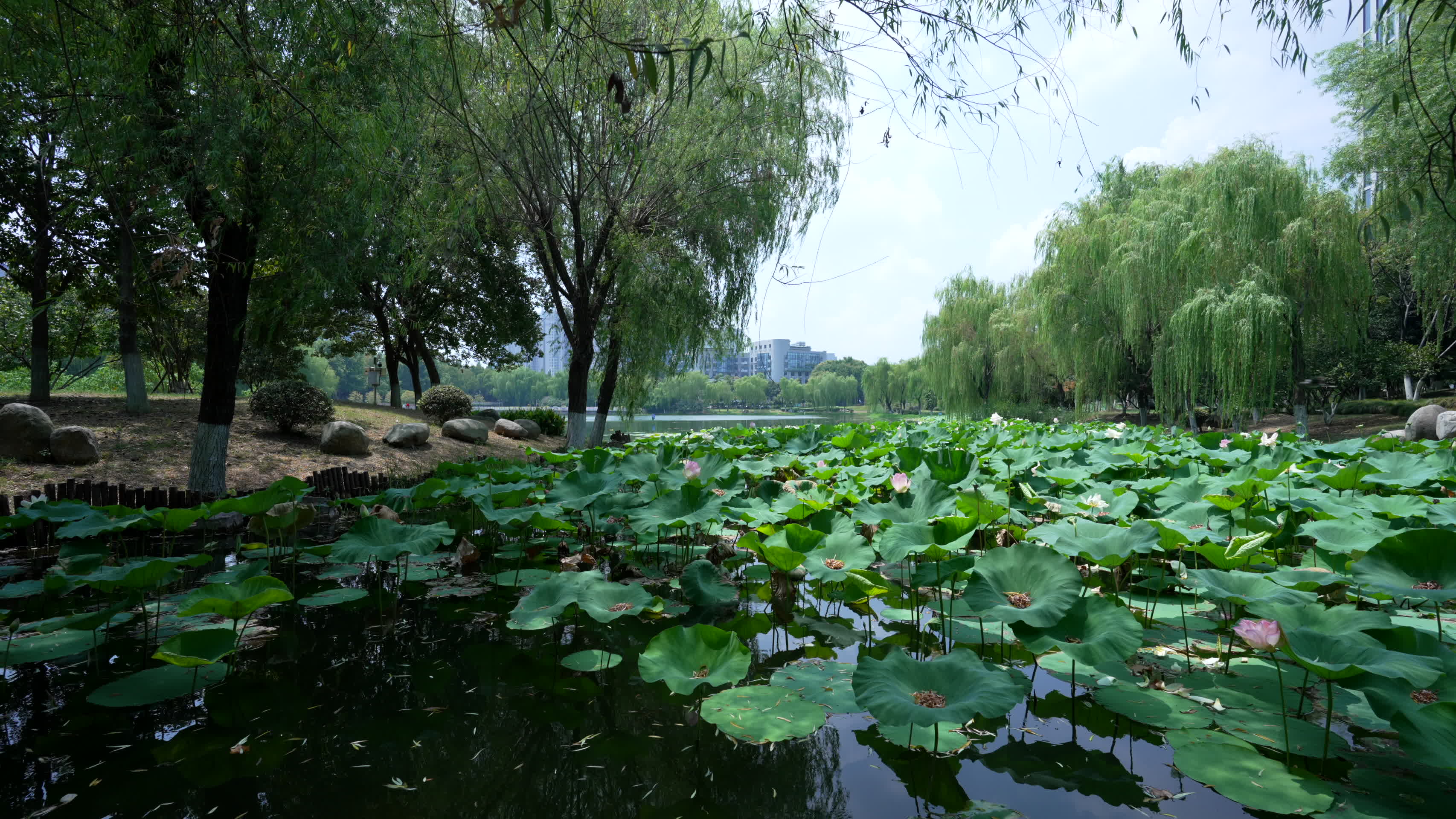 武汉江岸区后襄河公园风景视频的预览图