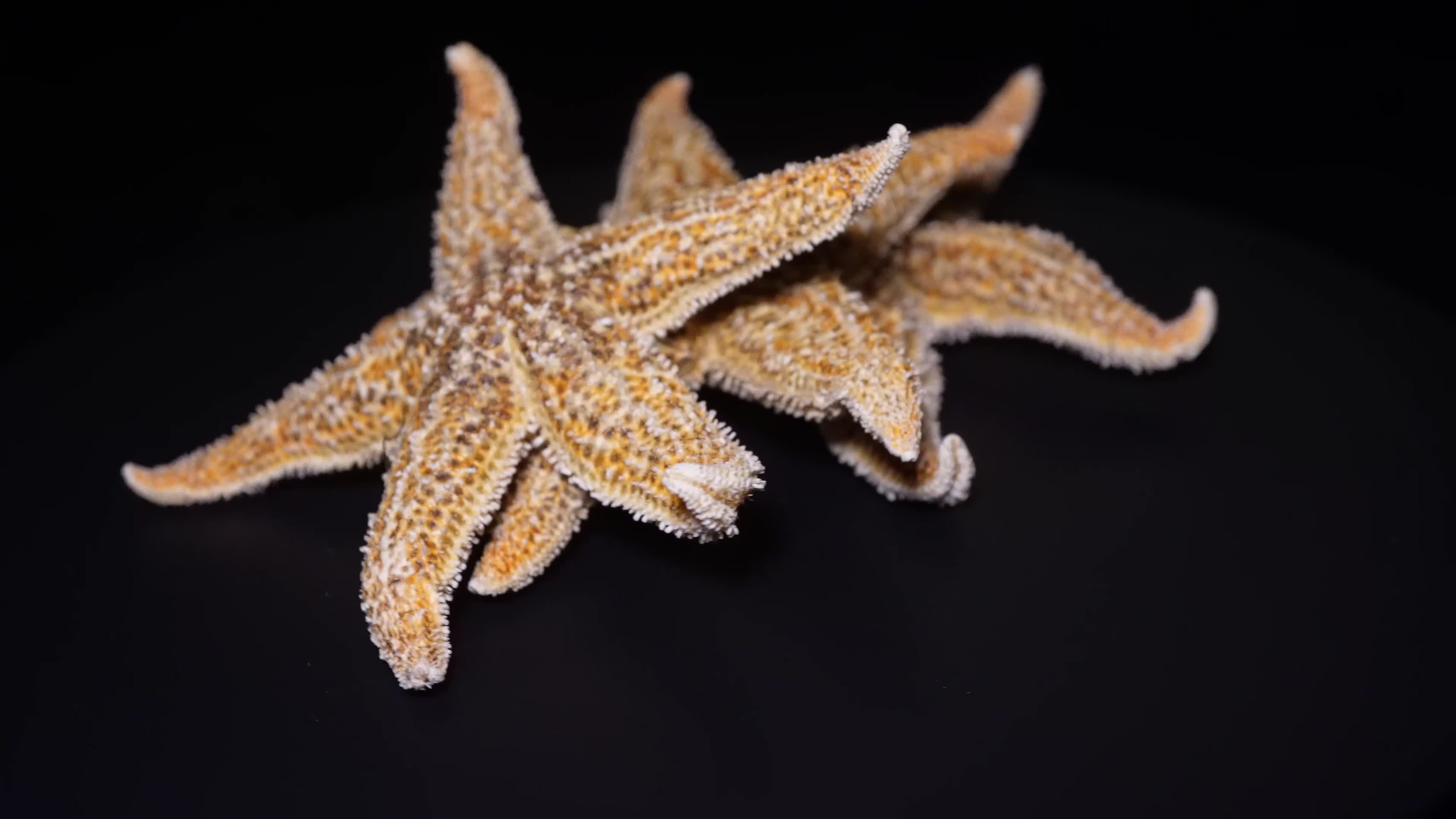 海鲜泡酒海星干脱水海星视频的预览图