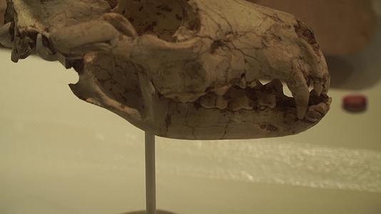 生物动物化石骨骼骨架头骨进化论视频的预览图