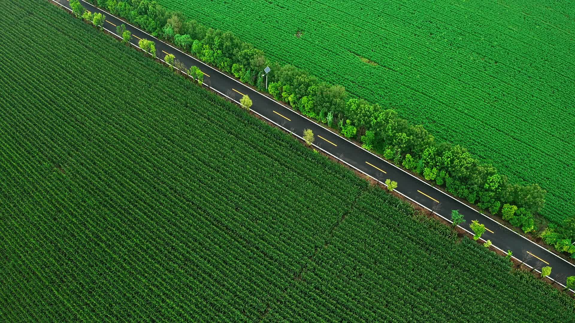 绿意盎然的乡村公路视频的预览图