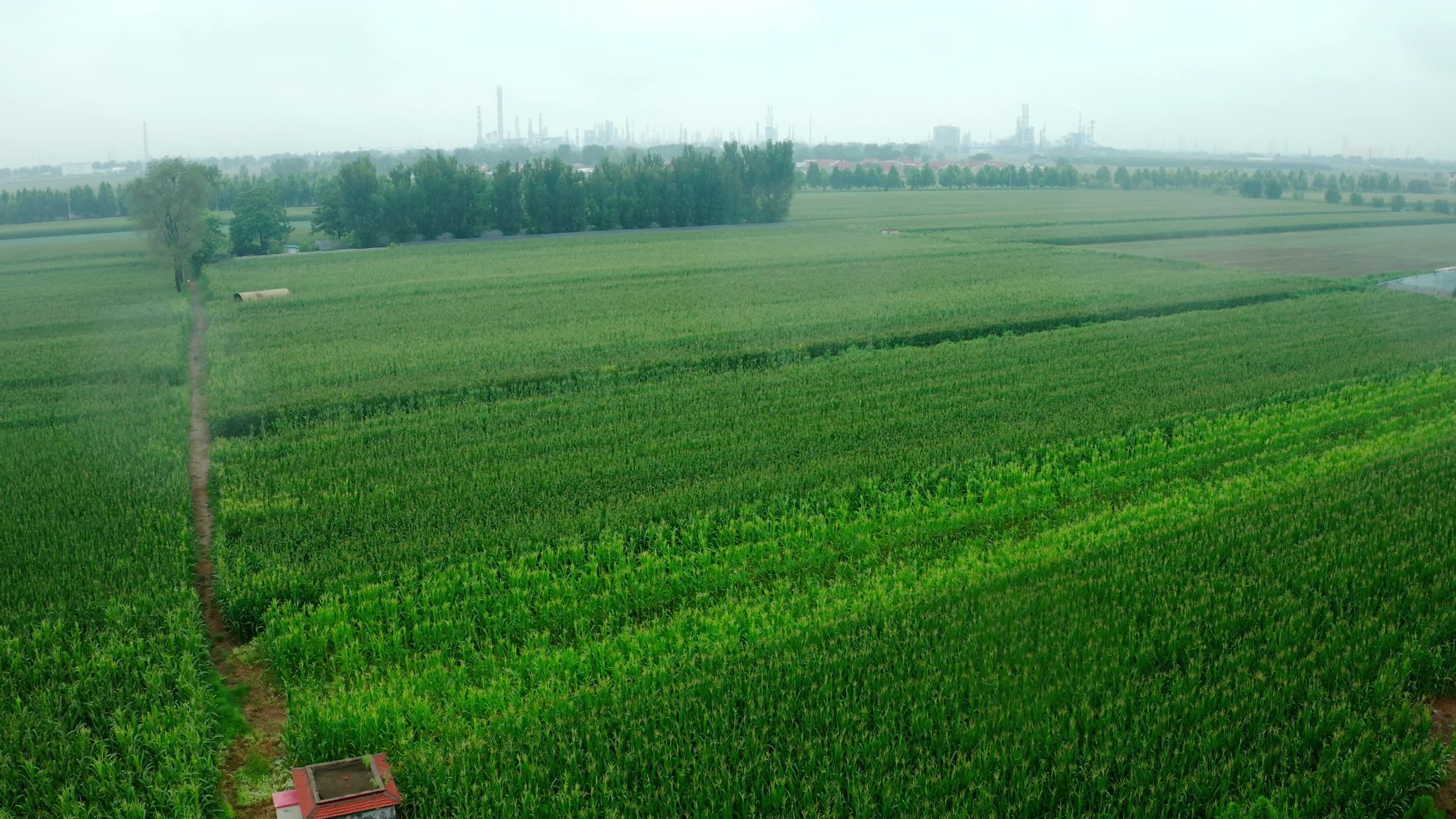 绿油油的农田视频的预览图