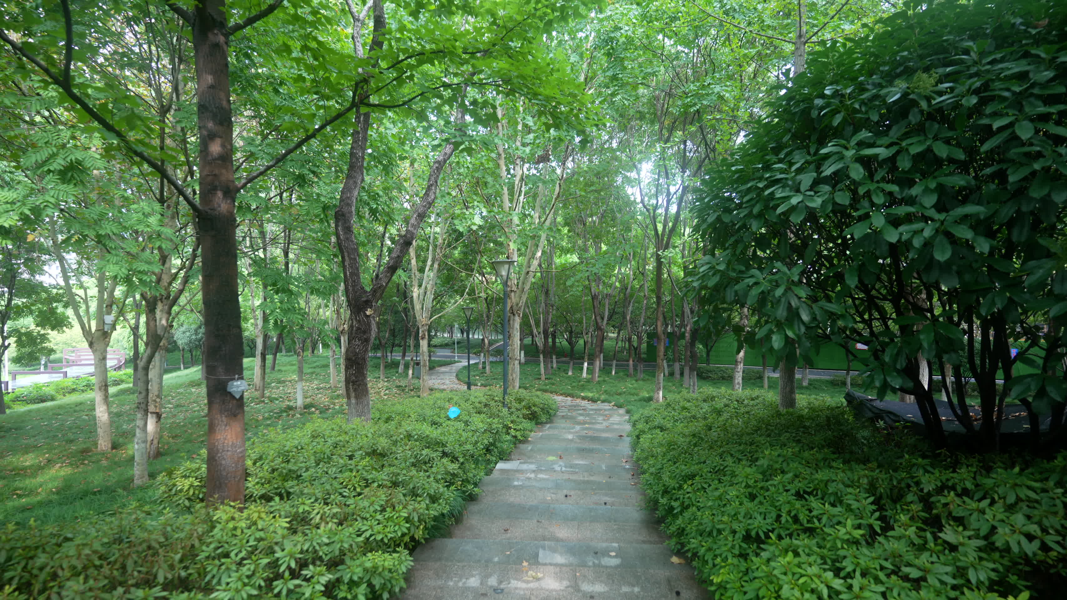 武汉江岸区王家墩公园风景视频的预览图