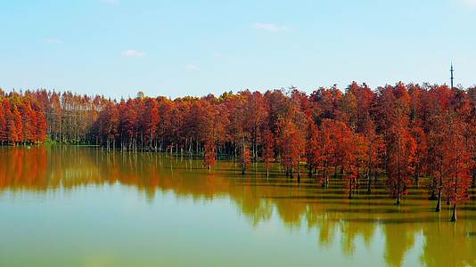 航拍秋季红色水上森林视频的预览图