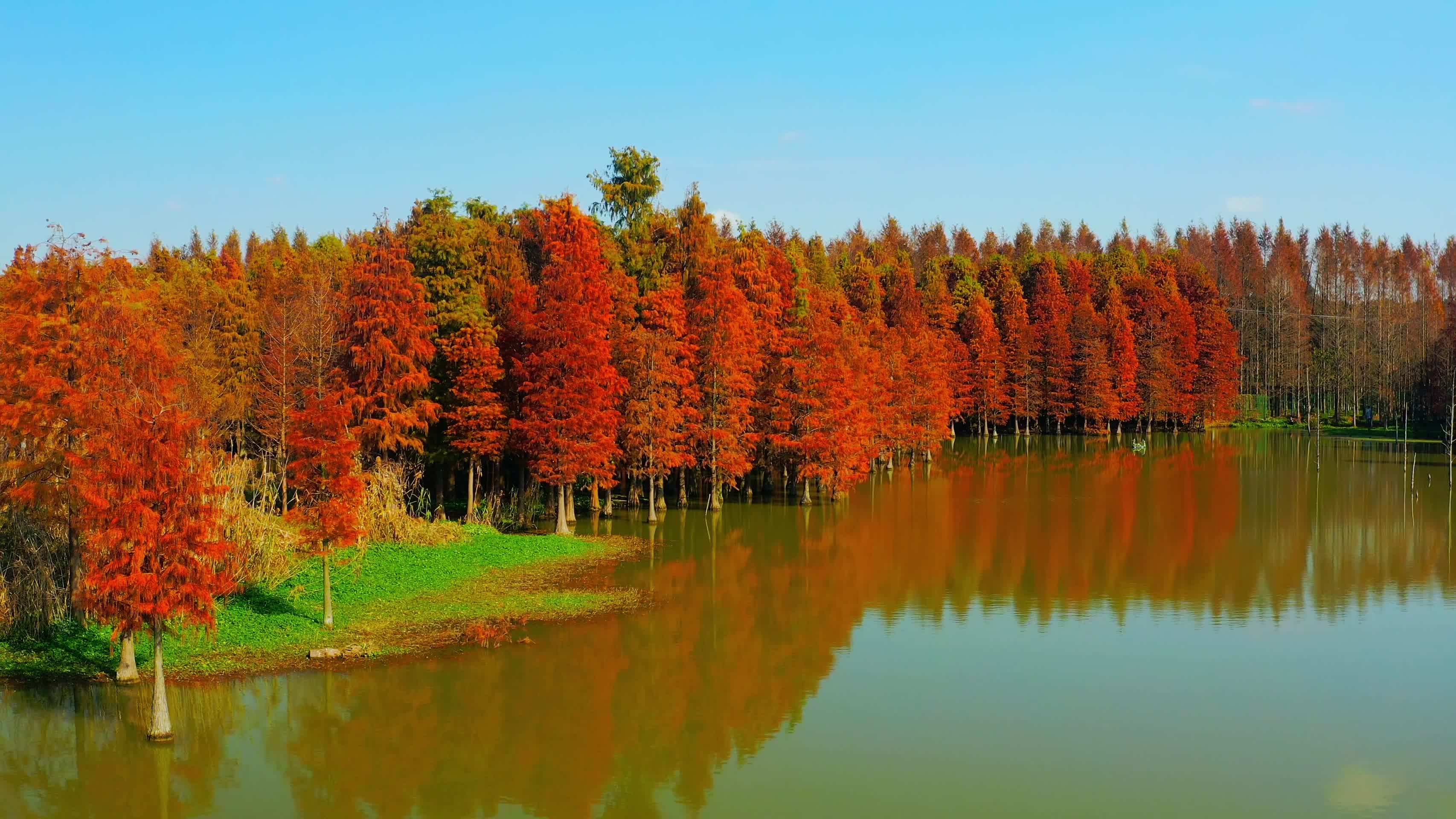 航拍秋季红色水上森林视频的预览图