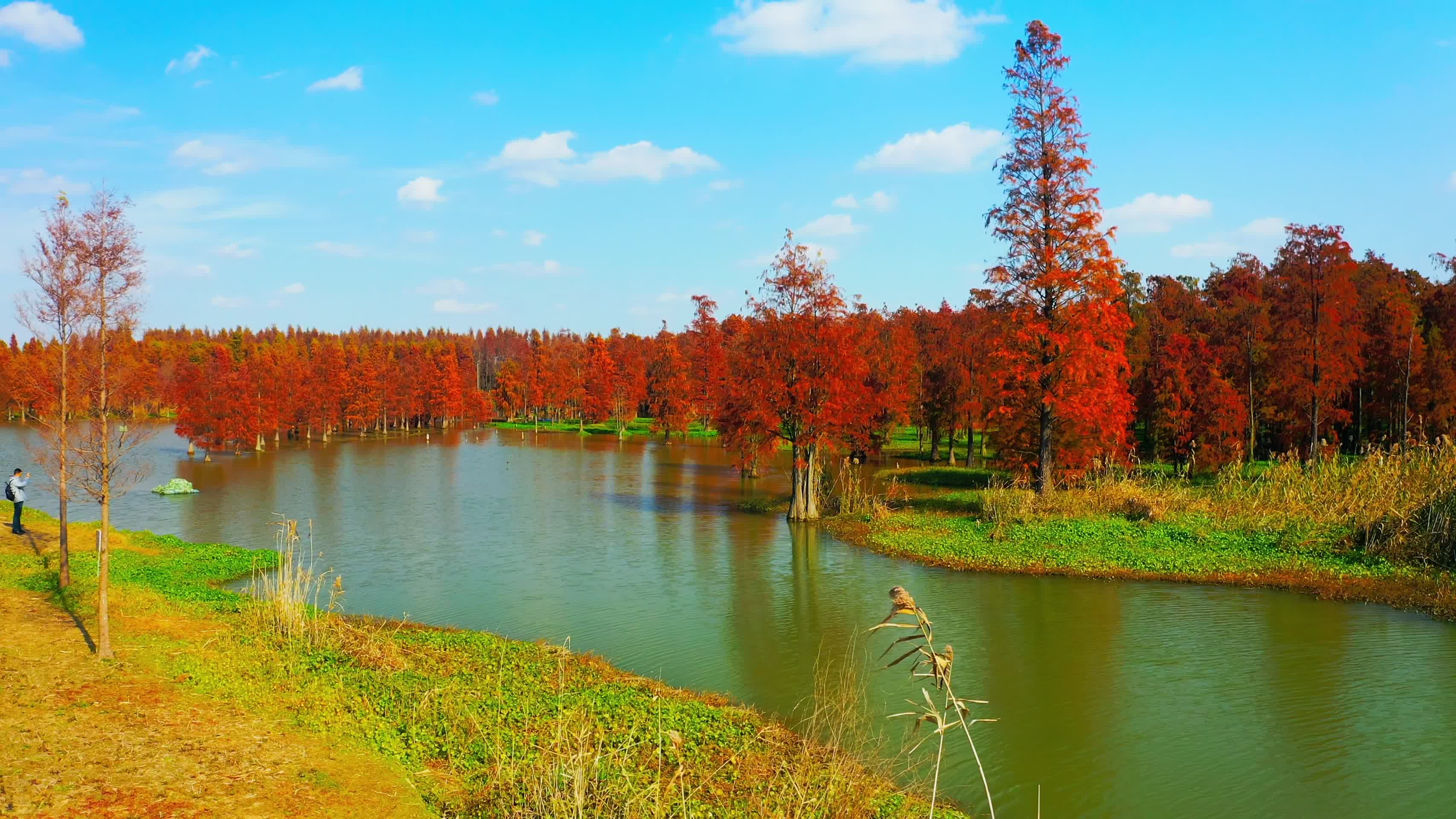 航拍秋季红色的水上森林视频的预览图