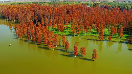 航拍秋季红色的水上森林视频的预览图