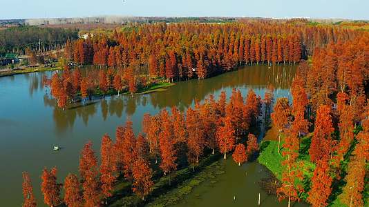 上海青西郊野公园秋季水杉林视频的预览图