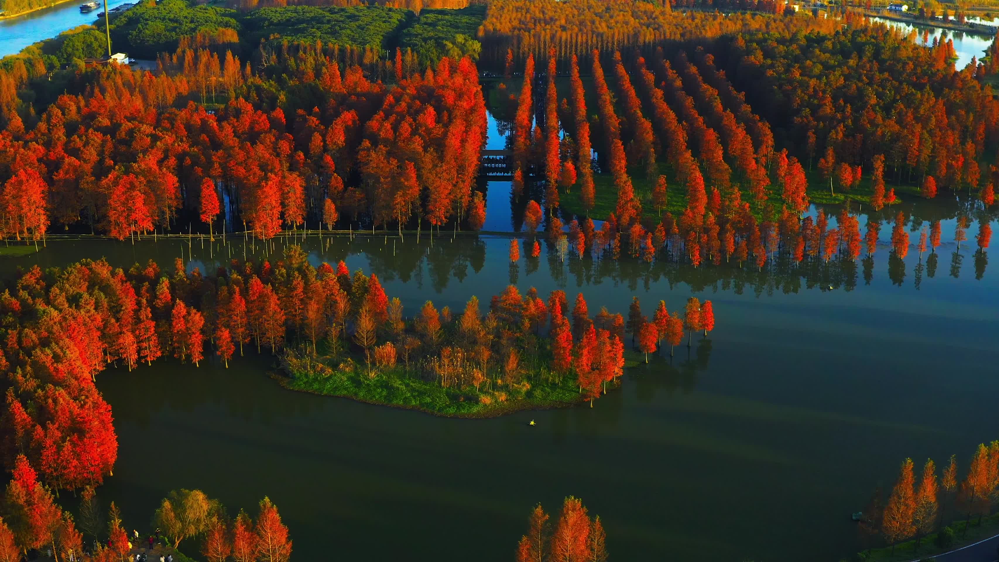 上海青西郊野公园秋季水杉林视频的预览图