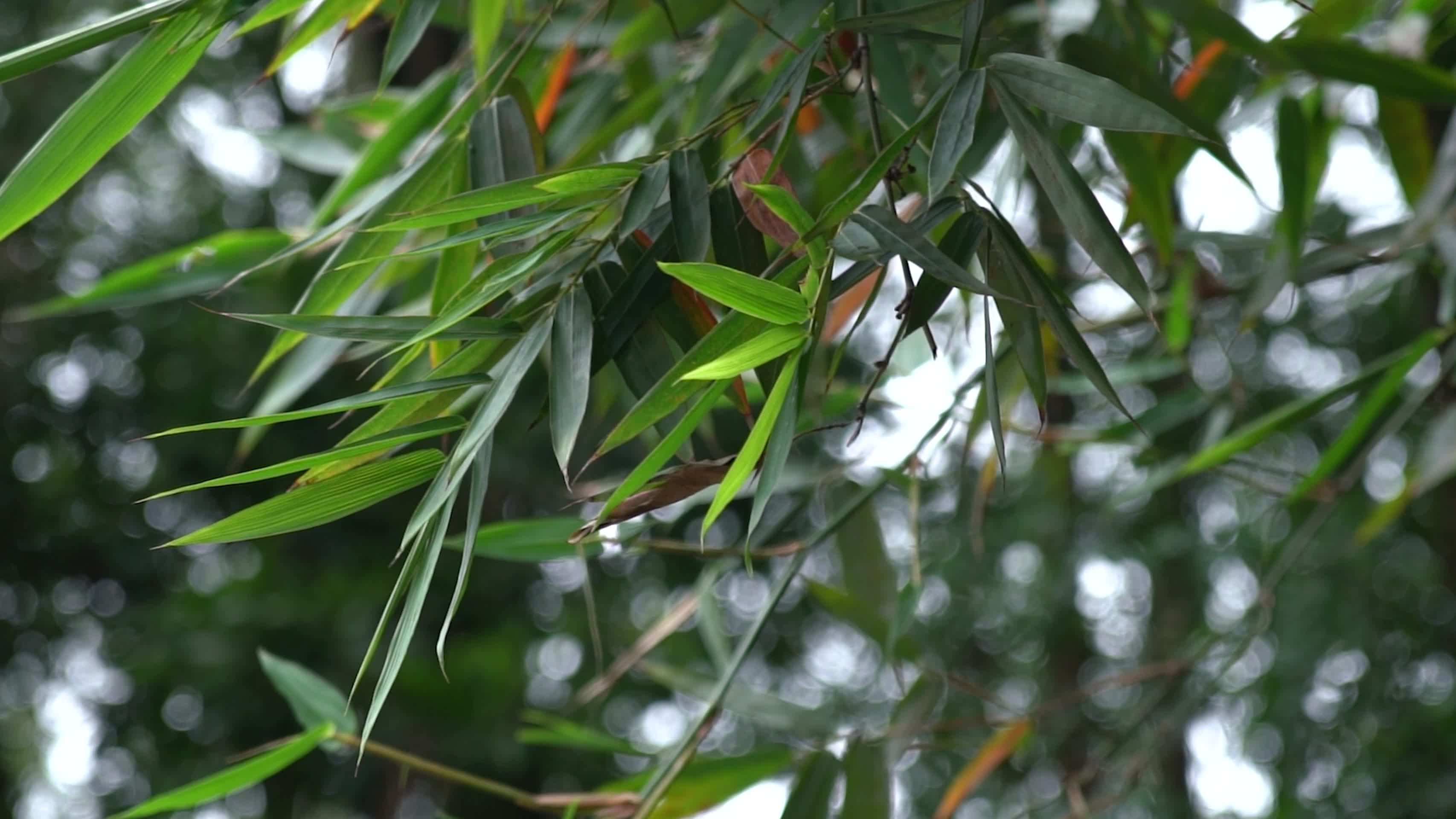 自然写意清新丝竹绿叶空镜视频视频的预览图