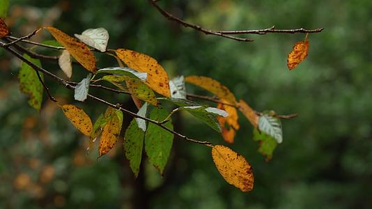 自然写意实拍初秋枯黄的树叶斑点视频视频的预览图