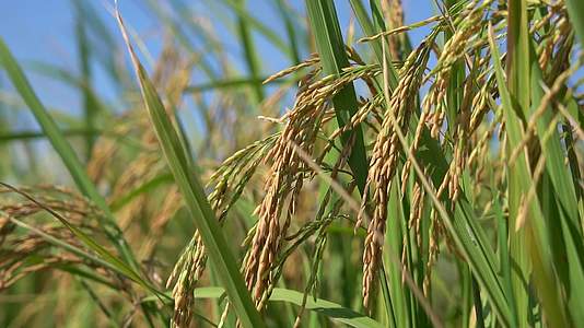 自然写意实拍夏天水稻成熟空镜视频视频的预览图