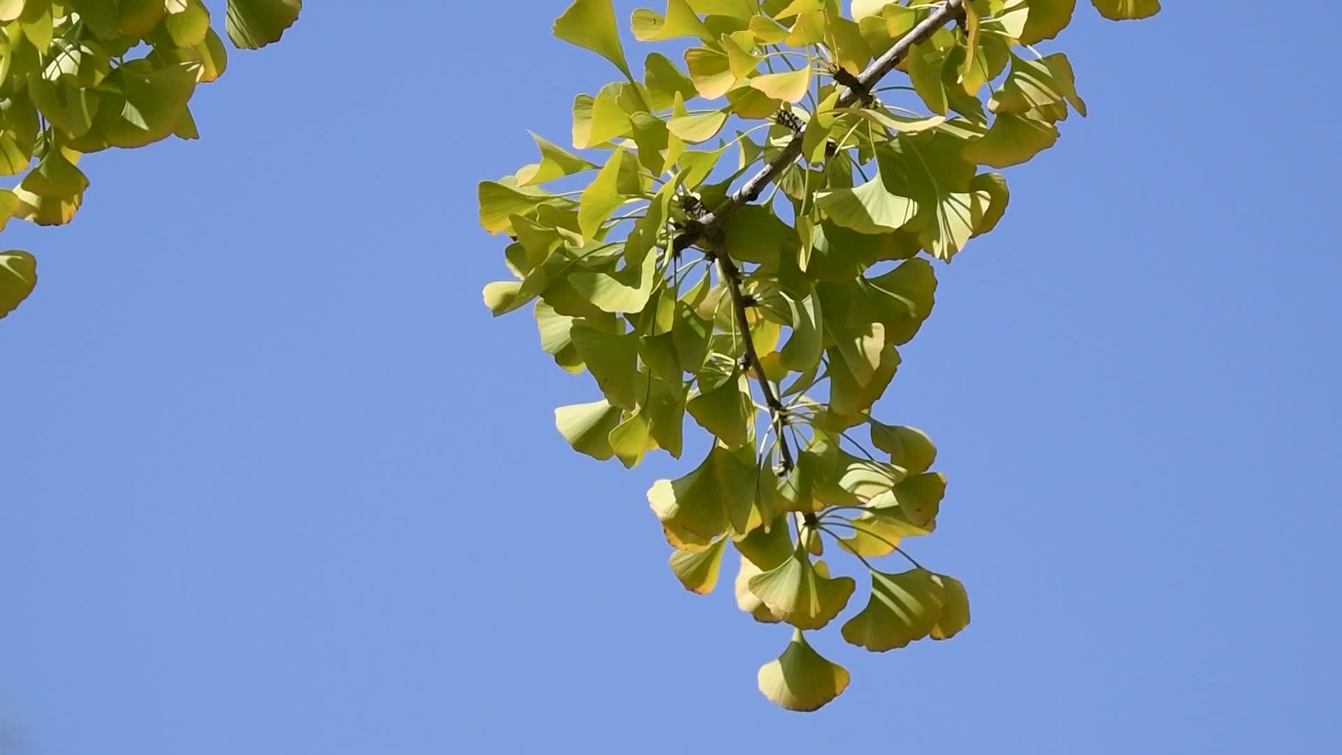秋天里的银杏树视频的预览图