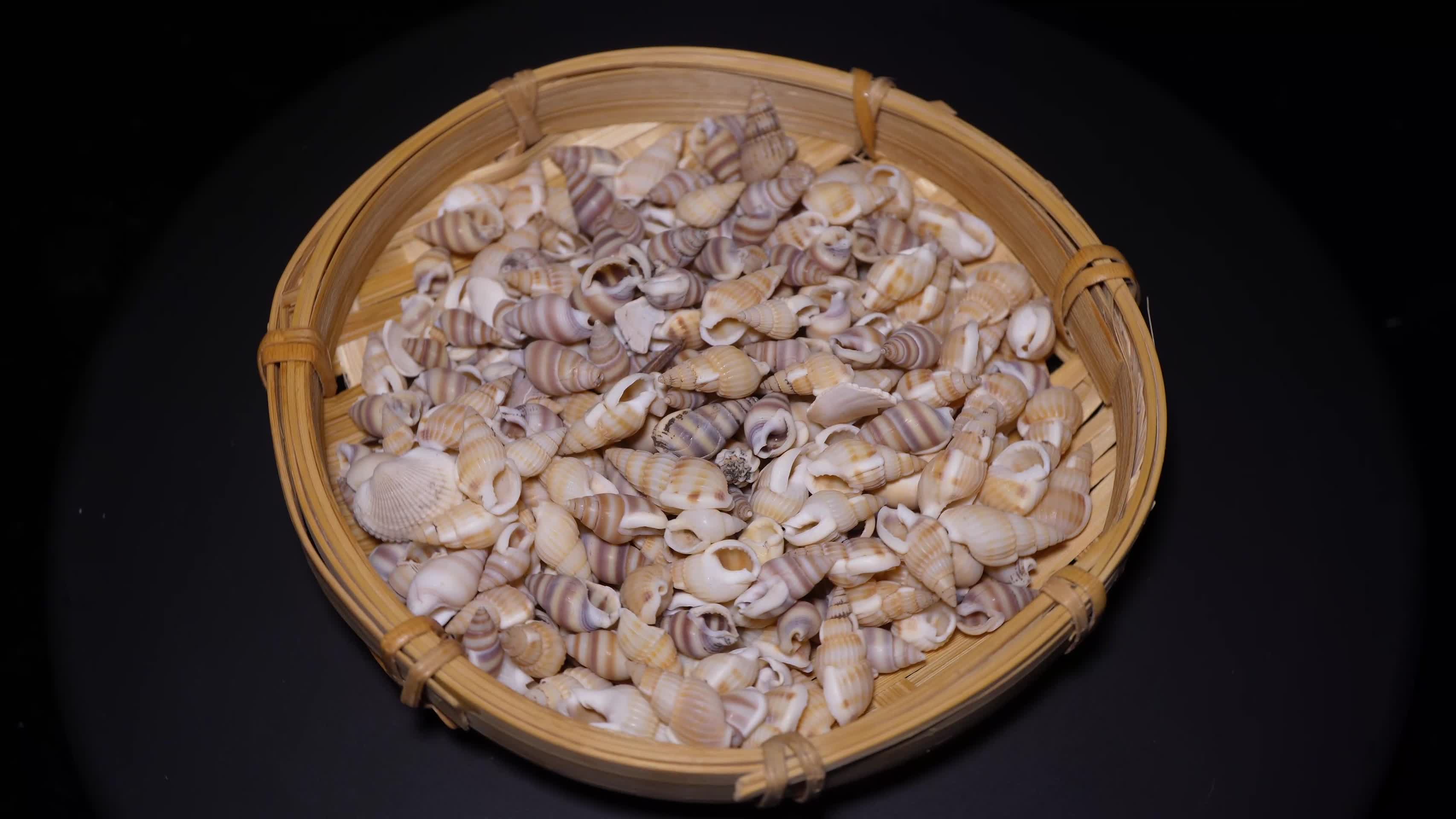 小海螺壳装饰水族贝壳视频的预览图