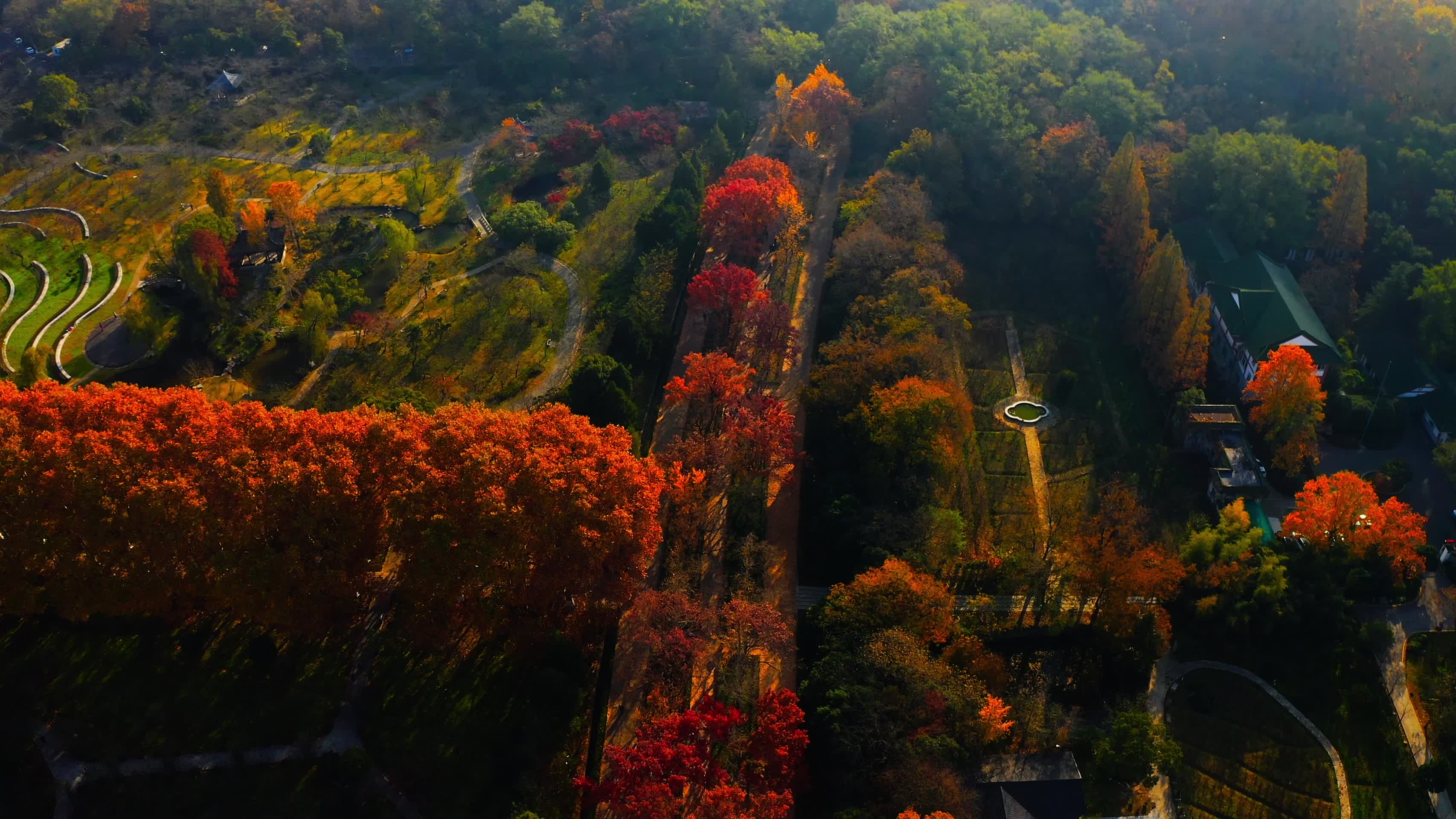 南京钟山的秋天视频的预览图