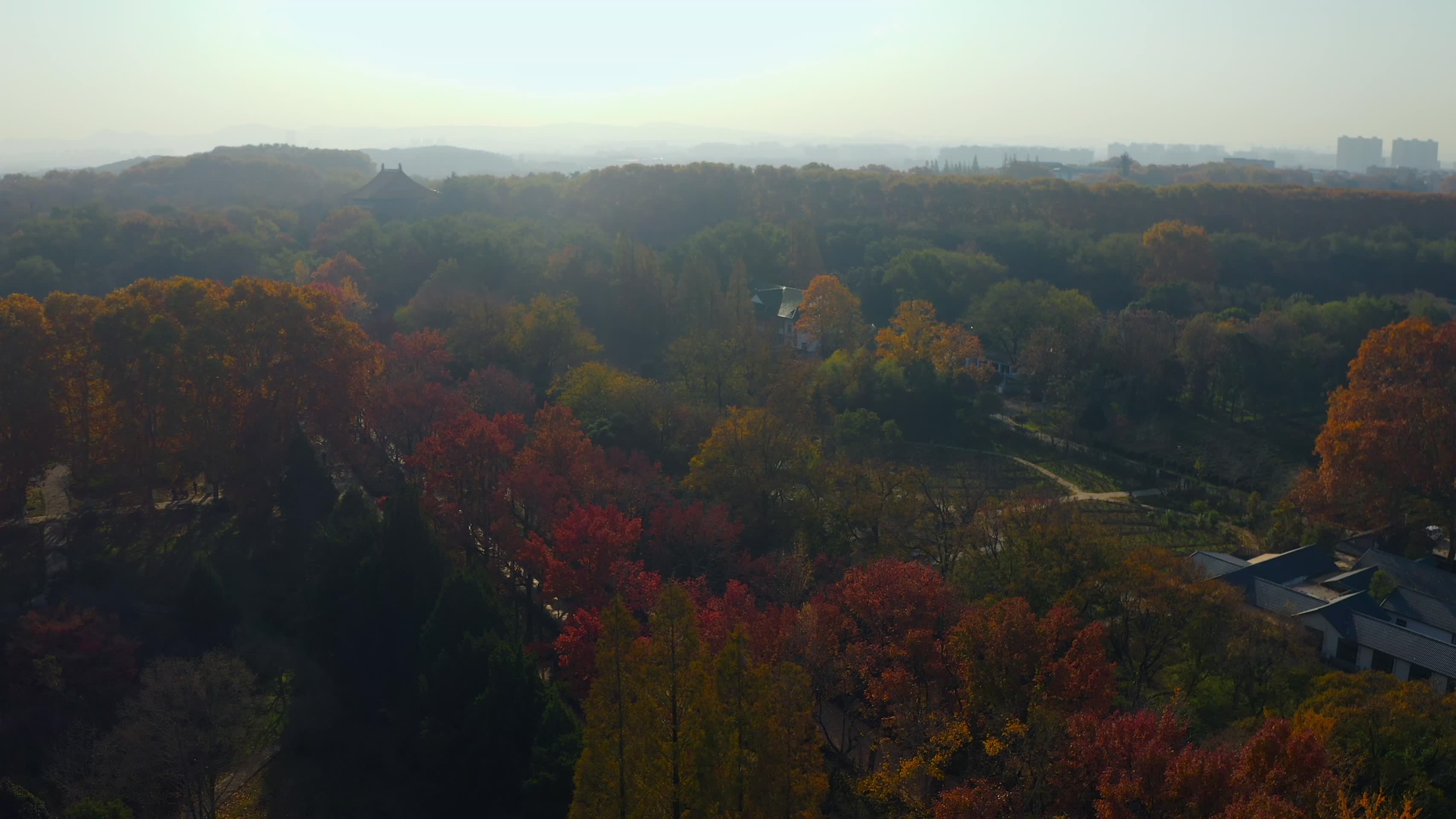 南京钟山的秋天视频的预览图