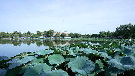 武汉汉阳区莲花湖公园风景视频的预览图