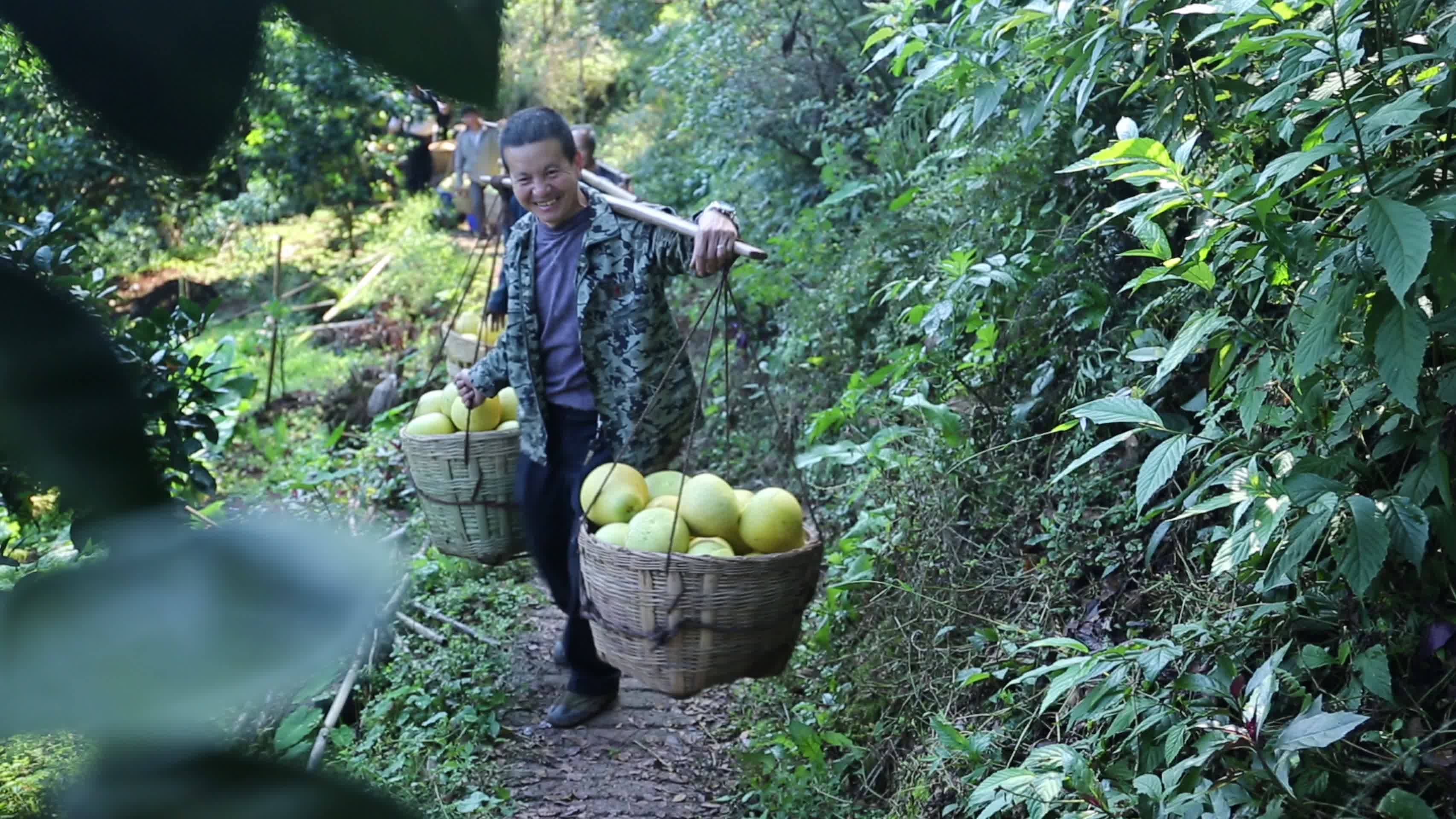 丰收柚子护国柚农民干活丰收喜悦视频的预览图