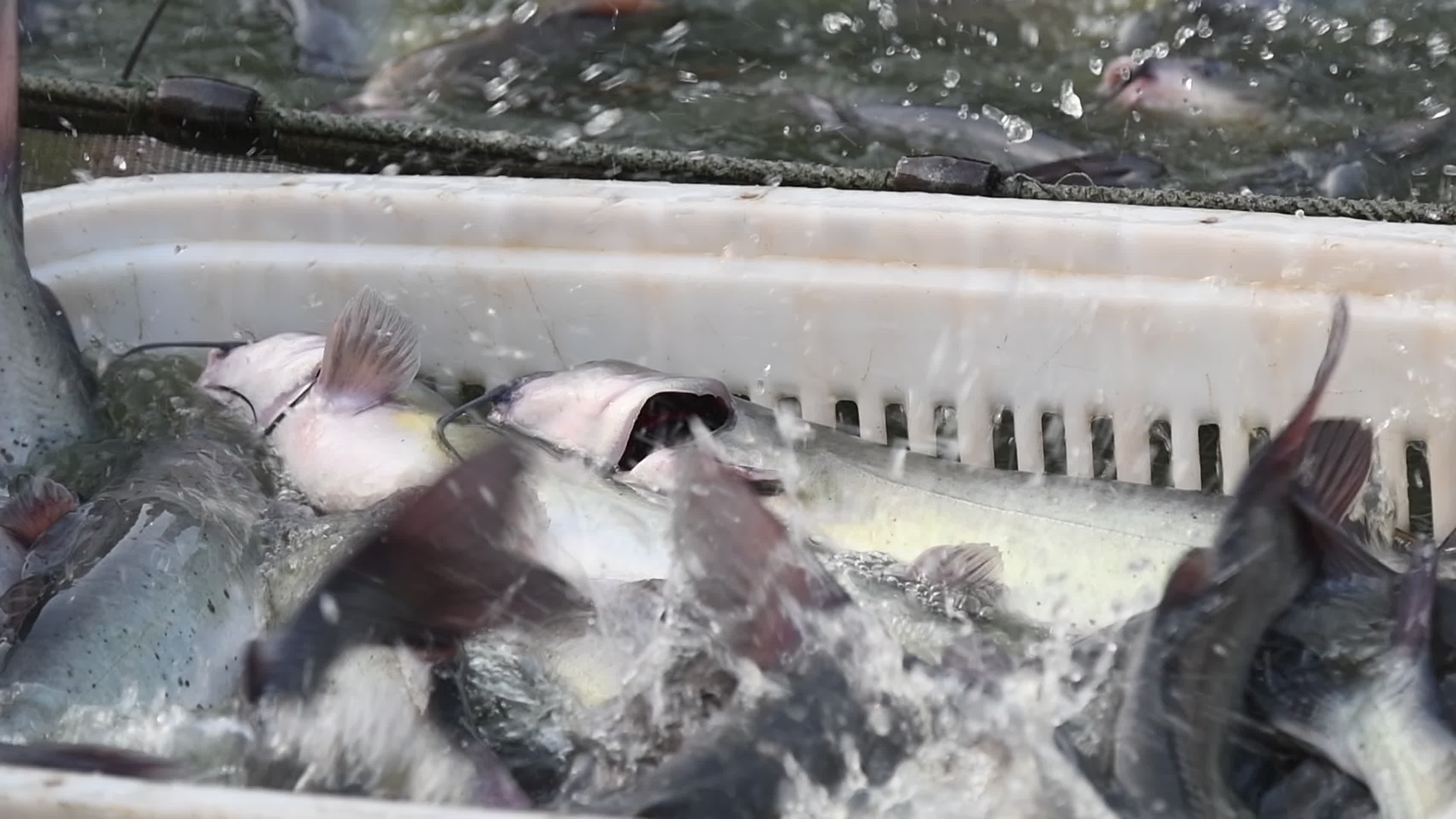 鱼丰收养殖厂养鱼生鲜视频的预览图