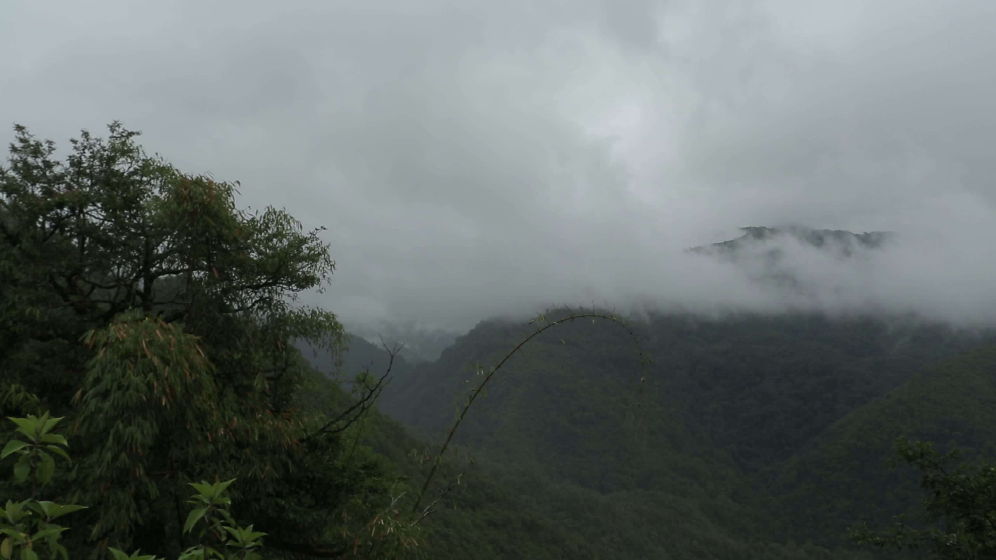 深山雨林夏季雨季云雾缭绕视频的预览图
