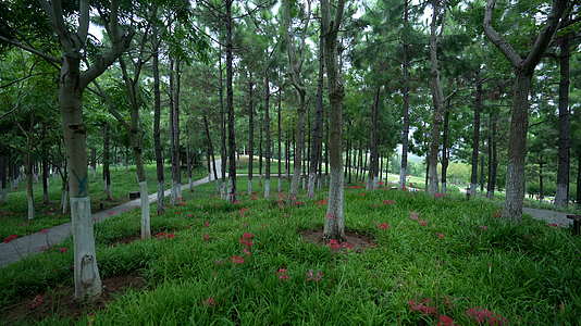 武汉光谷西苑公园风景视频的预览图