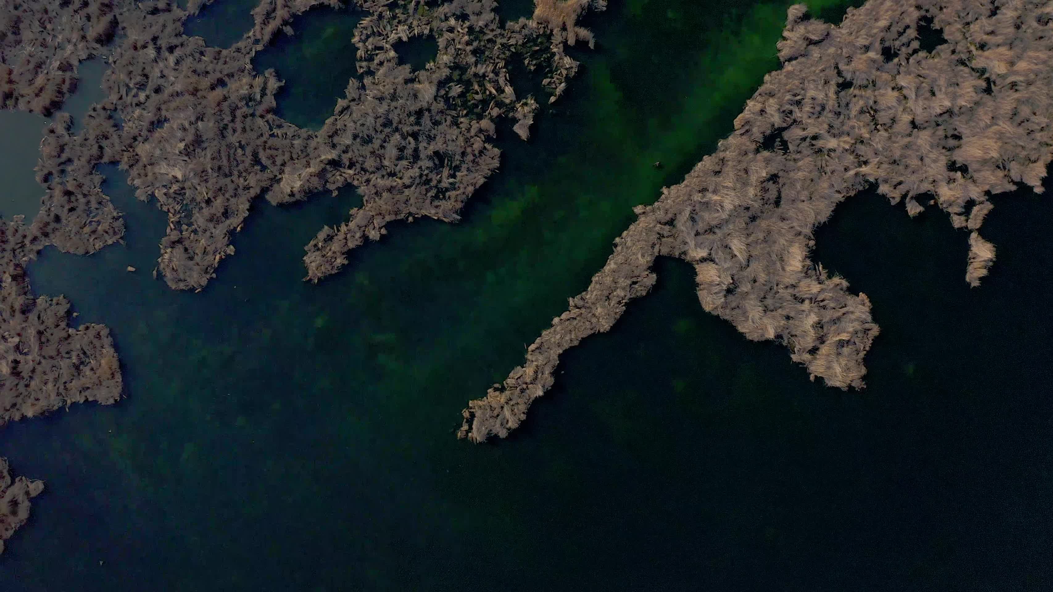 博斯腾湖湿地视频的预览图
