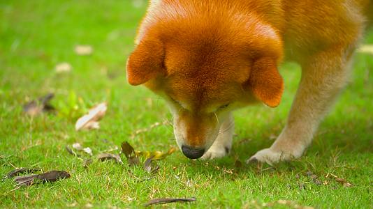 日本柴犬狗狗在公园草地上觅食视频的预览图