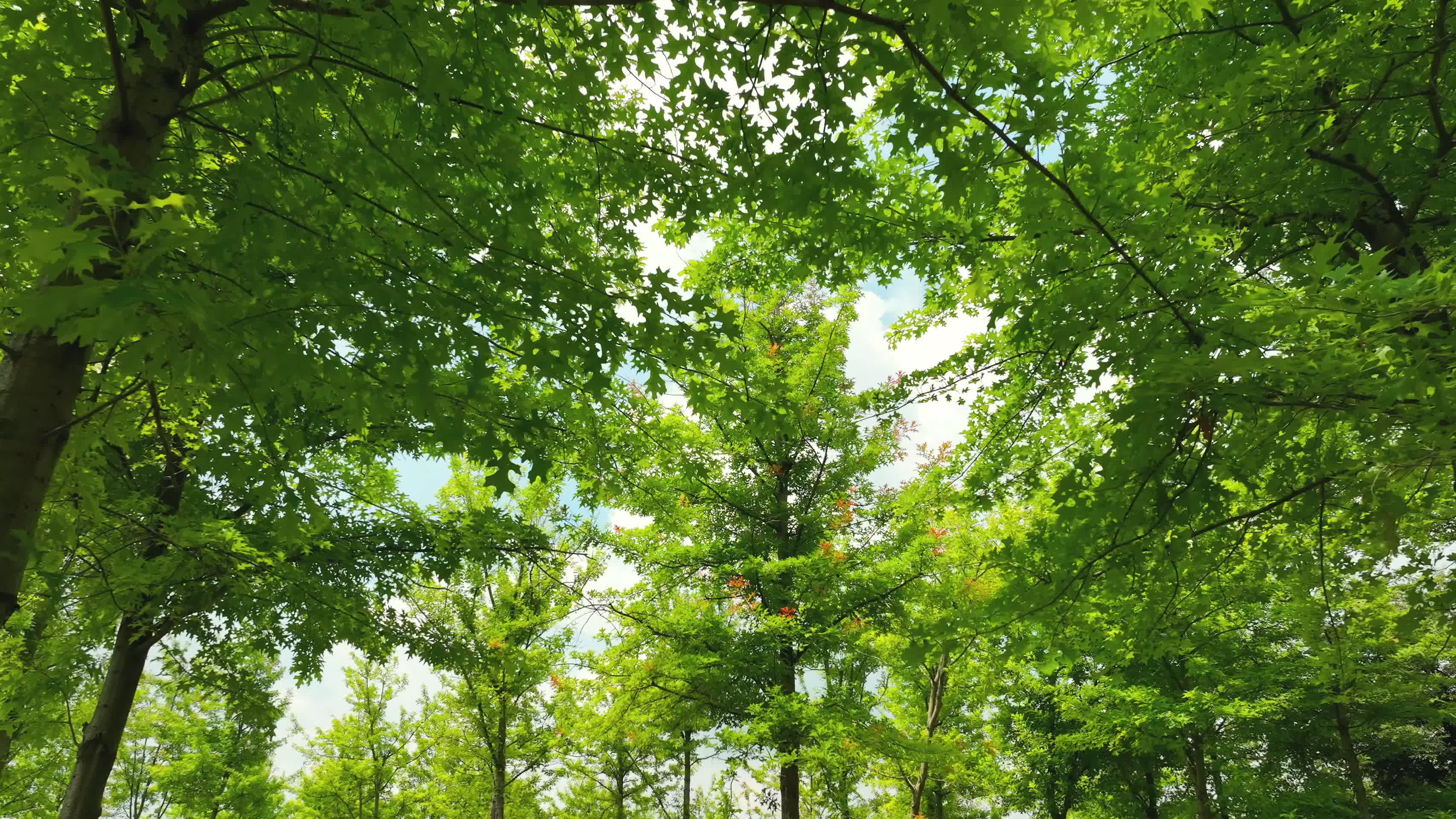 公园里唯美的森林树木4K视频视频的预览图