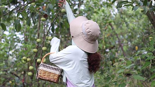 采摘山楂女士在山楂果地间野餐篮装满水果视频的预览图