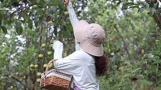 采摘山楂女士在山楂果地间野餐篮装满水果视频的预览图