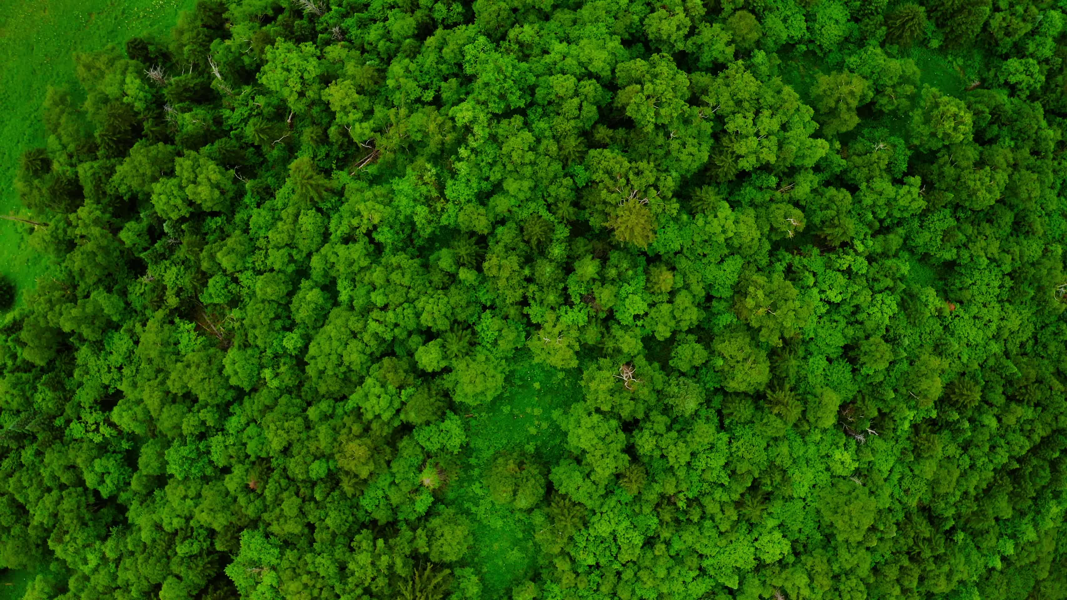 吉林长白山高山花园王池风光4K航拍视频的预览图